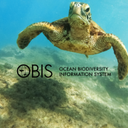 Turtle swimming under water with the OBIS logo